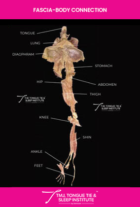 fascia body fascia body