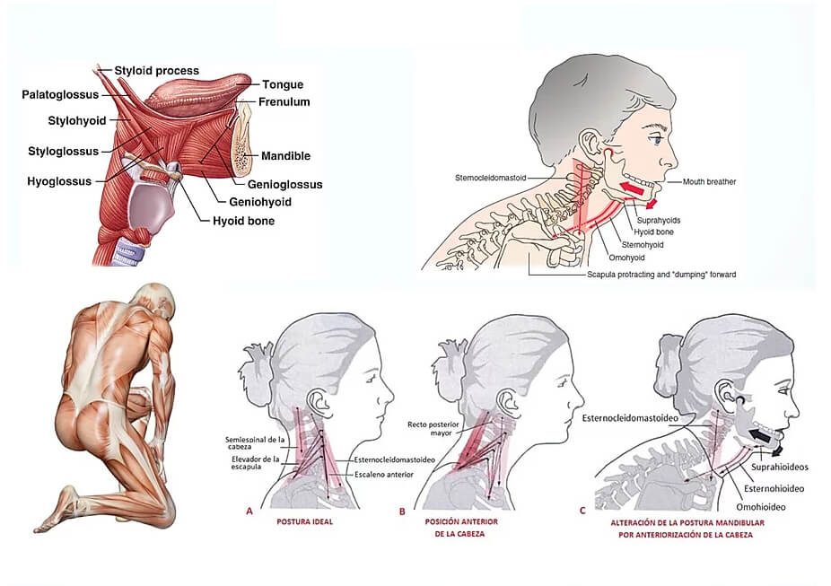 Posture and Fascia System Posture and Fascia System