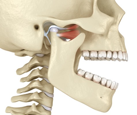 Temporomandibular Joint Temporomandibular Joint